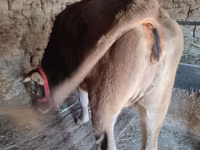 ثور, الماشية — الصورة 1