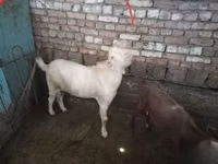 बकरा, बकरियाँ — फ़ोटो 3