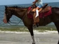 घोड़ी, American paint horse — फ़ोटो 1