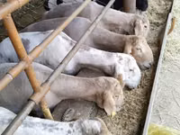 मेढ़ा, भेड़ — फ़ोटो 7