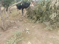 بقرة, Simmental cattle — الصورة 1