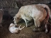 公牛, Charolais cattle — 照片 6
