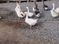 Geese — الصورة 2