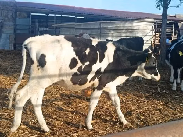 Cow, Russian Black pied cattle