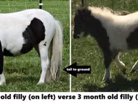 Horse (M), Miniature horse — photo 6