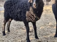 Sheep, Racka sheep — photo 2
