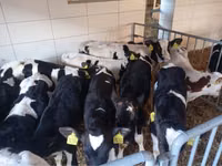 公牛, Simmental cattle — 照片 3