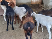 मेढ़ा, भेड़ — फ़ोटो 1