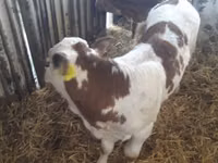 Rinder (Partie, Geschlecht nicht angegeben), Simmental cattle — Foto 6