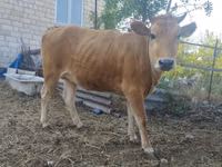 Cow, Caucasian Brown Cow — photo 6