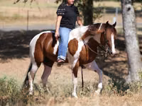 Horse (M), American paint horse — photo 6