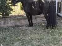 Caballo, Australian Pony — foto 4