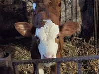Bulle, Simmental cattle — Foto 8