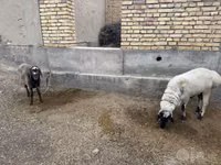 Schaf, Schafe — Foto 3
