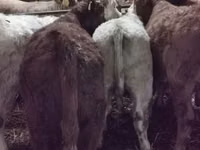 गाय, लिमोज़िन गाय — फ़ोटो 3