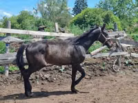 Horse (M), Hungarian horse breed — photo 7
