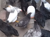 Australian Pit Game fowl — photo 1