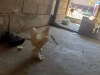 بيرغيشه كرهير — الصورة 3