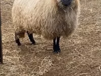 भेड़, White Suffolk sheep — फ़ोटो 2