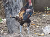 डर्बीशायर रेडकैप — फ़ोटो 8