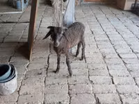 公羊, Arabi sheep — 照片 2