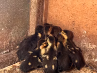 Ducks — Foto 2