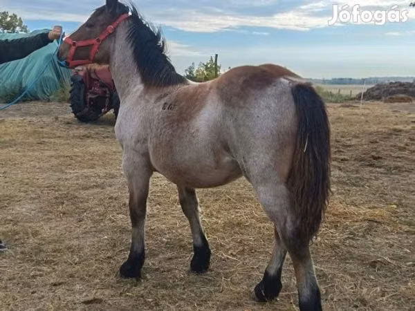 Mare, Horses