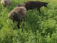绵羊（批次，未指定性别）, Sheep — 照片 5