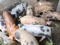 خنزير ذكر, الخنازير — الصورة 1