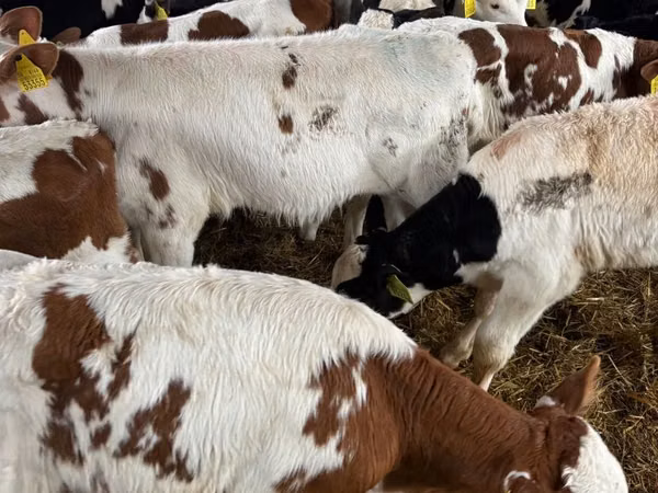 牛只（批次，未指定性别）, Simmental cattle