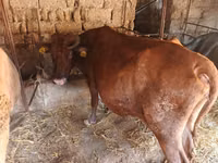 गाय, जंगली याक — फ़ोटो 2
