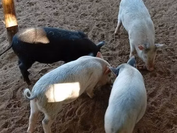 Свиноматка, Мангалица