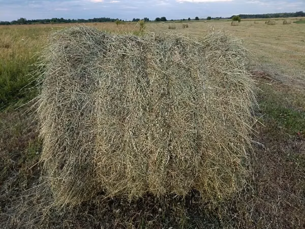 сено в рулонах