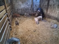 Säue, Schweine — Foto 6