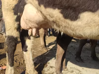गाय, Russian Black pied cattle — फ़ोटो 2