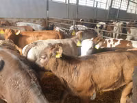 Cattle (batch, sex not specified), Cattle — photo 6
