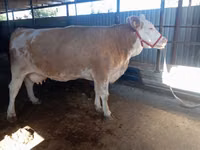 Cow, Simmental cattle — photo 5