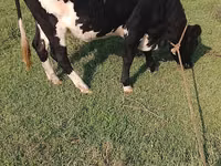 Cow, Holstein breed — photo 6