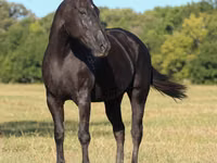 母马, Quarter Horse — 照片 4