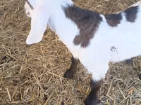 Billy Goat, Nubian Goat — photo 2