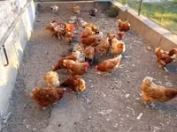 Chickens — photo 2