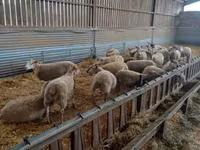 Хонь, Rouge de l’Ouest sheep — 1 зураг