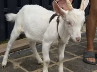 Ямаа, Saanen goat — 2 зураг