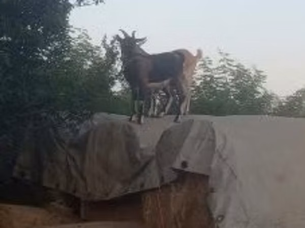 تيس, الماعز