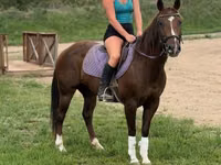 Mare, Quarter Horse — photo 3
