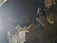 母牛, Russian Black pied cattle — 照片 6