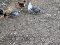 Guinea fowl — 1 зураг
