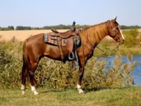 母马, Rocky Mountain Horse — 照片 1