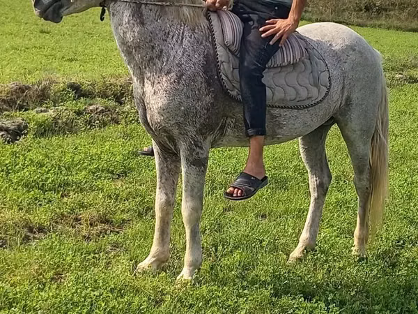 घोड़ा, Azerbaijan horse