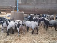 Хуц, Zwartbles sheep — 1 зураг